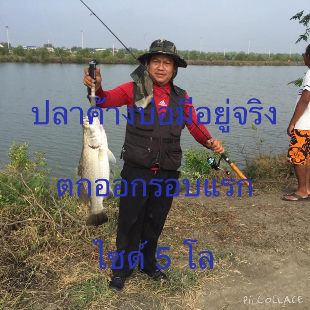 กะพงน้ำเค็มบ่อแบงค์ เปิด 29/11/58 *ไม่ใช่บ่อที่จัดทริปปูนะครับ คนละเจ้าขอ