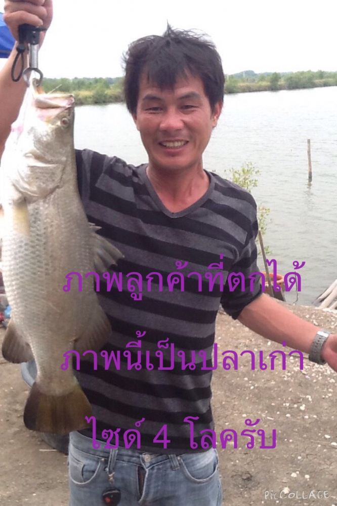 กะพงน้ำเค็มบ่อแบงค์ เปิด 29/11/58 *ไม่ใช่บ่อที่จัดทริปปูนะครับ คนละเจ้าขอ