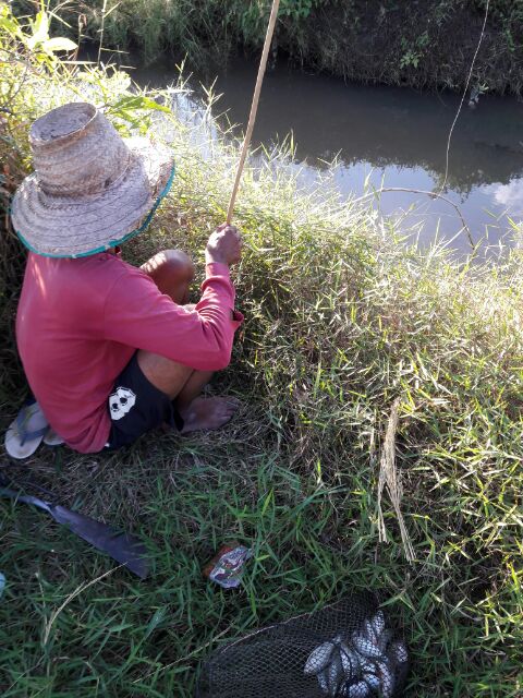 ภูมิปัญญาชาวบ้าน ศิลปะตกปลาด้วยรวงข้าว