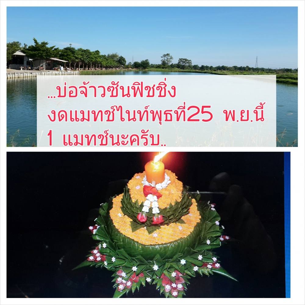 งด นะครับ งด ไนท์วันพุธที่ 25 นี้ งด 1 แมทช์ครับ บ่อจ้าวซันฟิชชิ่ง