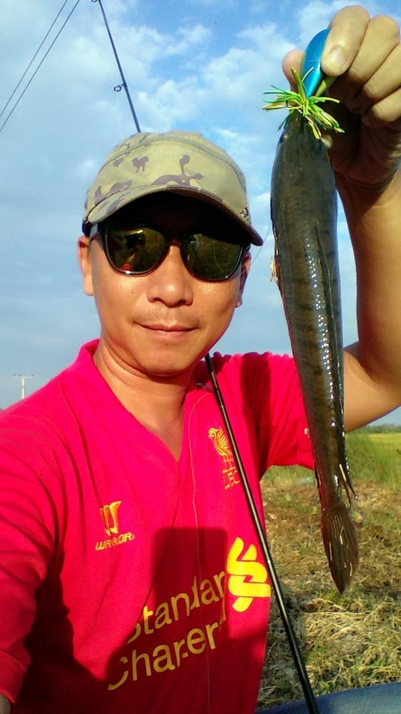 ปลาช่อนหมายน้ำใส
