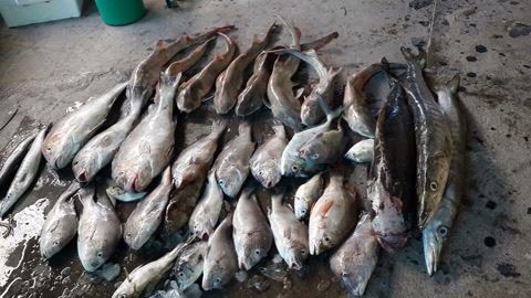 ทริป26/12/58 ไต๋โตเจ้าประจำ 