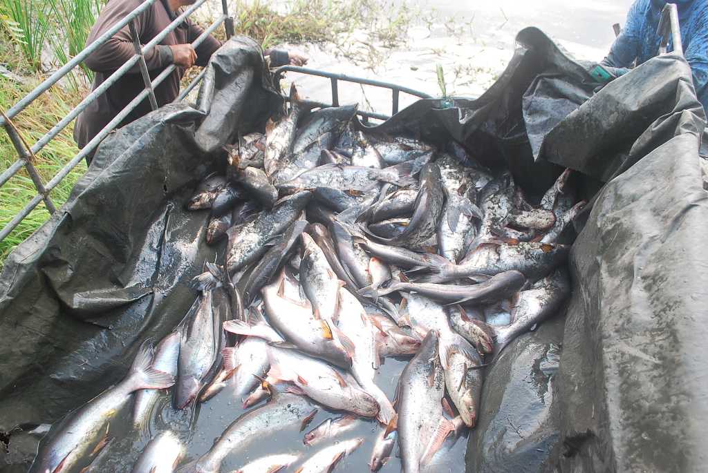 บ่อตกปลาลุงตี๋บางวัว(บ่อปลารวม)ลงปลาเพิ่มแล้ว 6 ธันวาคม 59