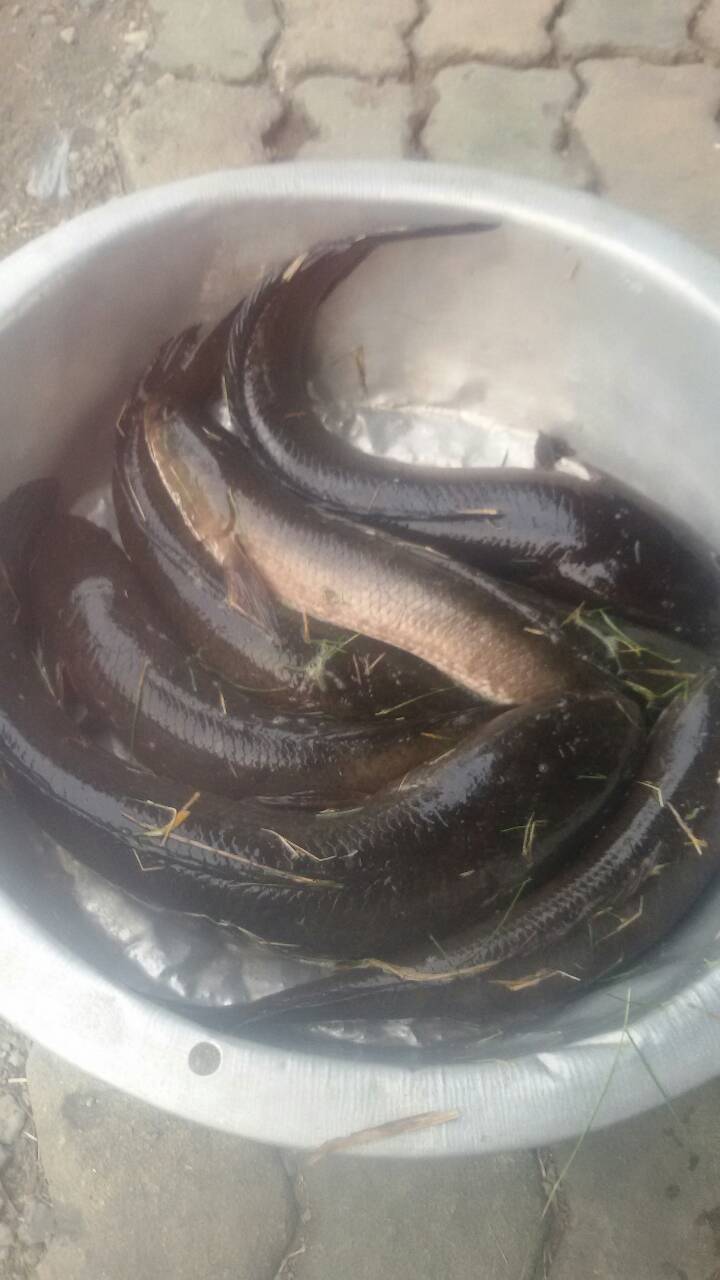 เค้าให้ช่วยเอาตัวกินกุ้งออก2