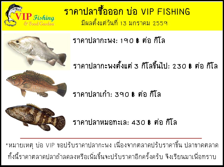 บ่อ VIP จัดกะพงพี่บิ๊กลงสัก 350 ตัว