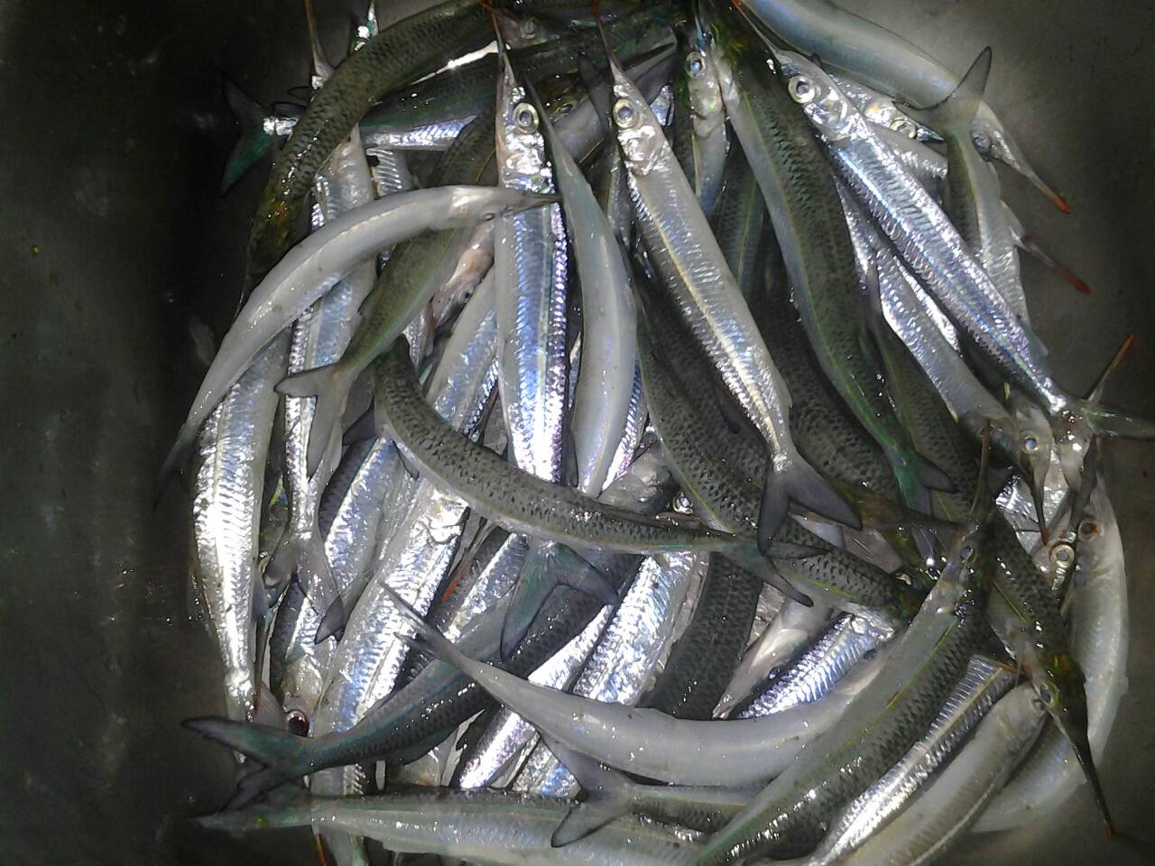 หาของกิน