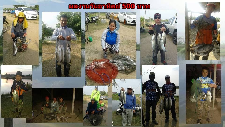 บ่อกะพงบุฟเฟต์ บึงเตยหนองจอก ลงปลาแล้ว 175 โล....