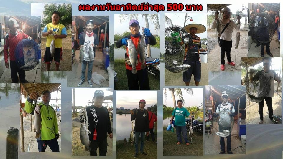 บ่อกะพงบุฟเฟต์ บึงเตยหนองจอก ลงปลาแล้ว 175 โล....