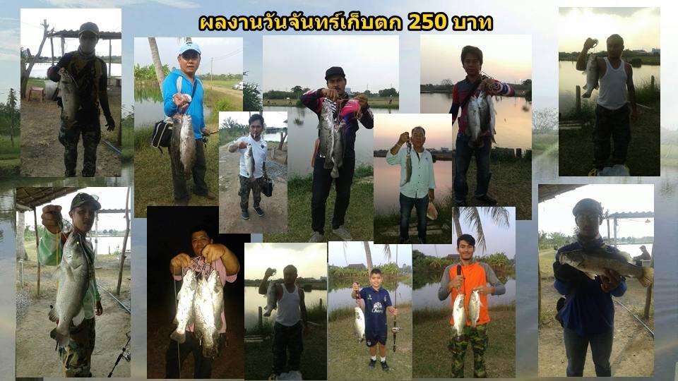 บ่อกะพงบุฟเฟต์ บึงเตยหนองจอก ลงปลาแล้ว 175 โล....