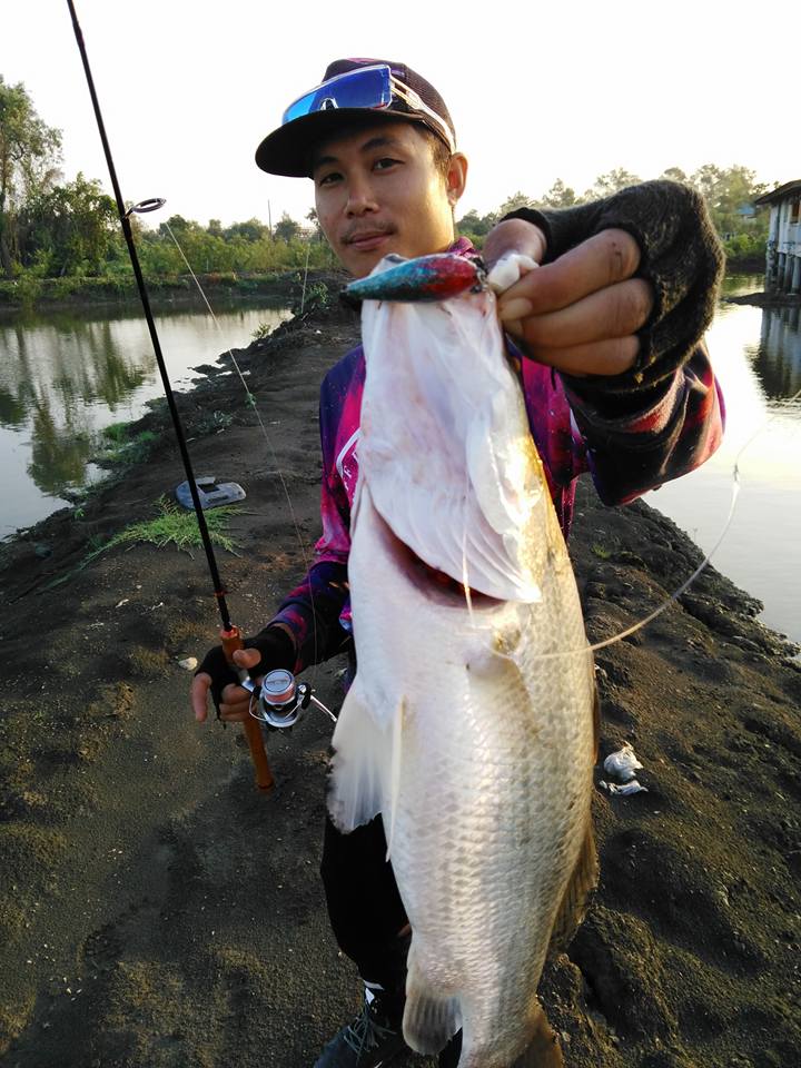 น้ำมาปลาพร้อม กับบ่อผู้ใหญ่กุ้ง 