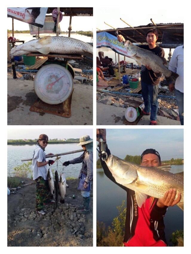 เปิดตกปลากะพง 24 มค. 59 นี้ครับ
