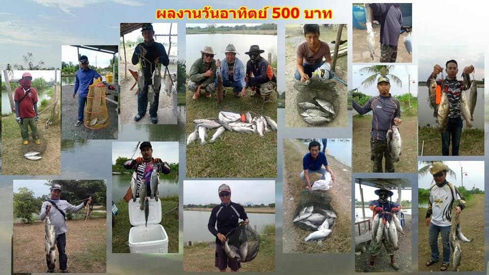 บ่อกะพงบุฟเฟต์ บึงเตยหนองจอก ลงปลาแล้ว 140 โล