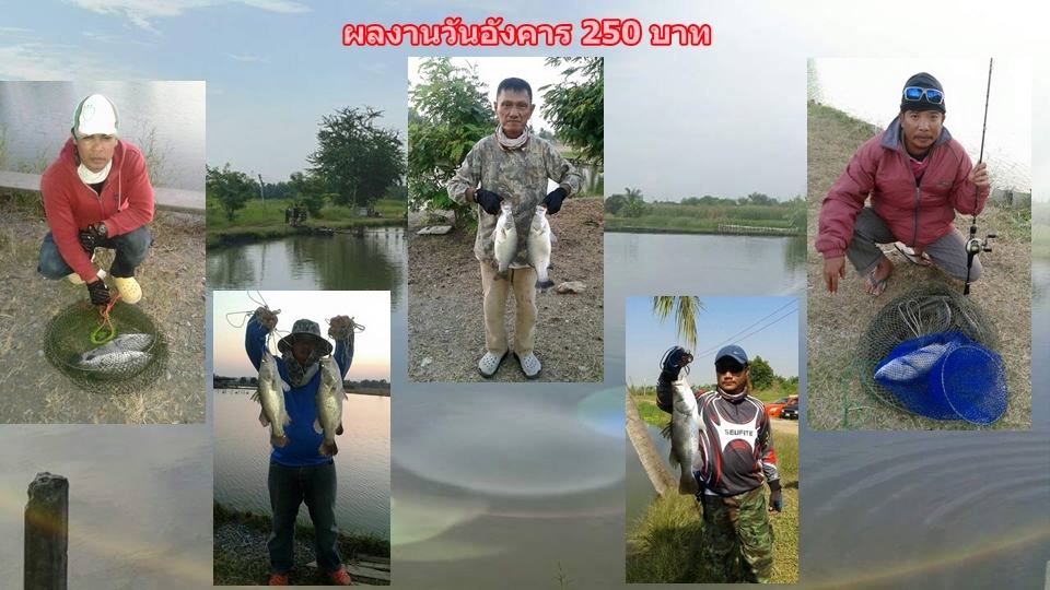 บ่อกะพงบุฟเฟต์ บึงเตยหนองจอก ลงปลาแล้ว 140 โล