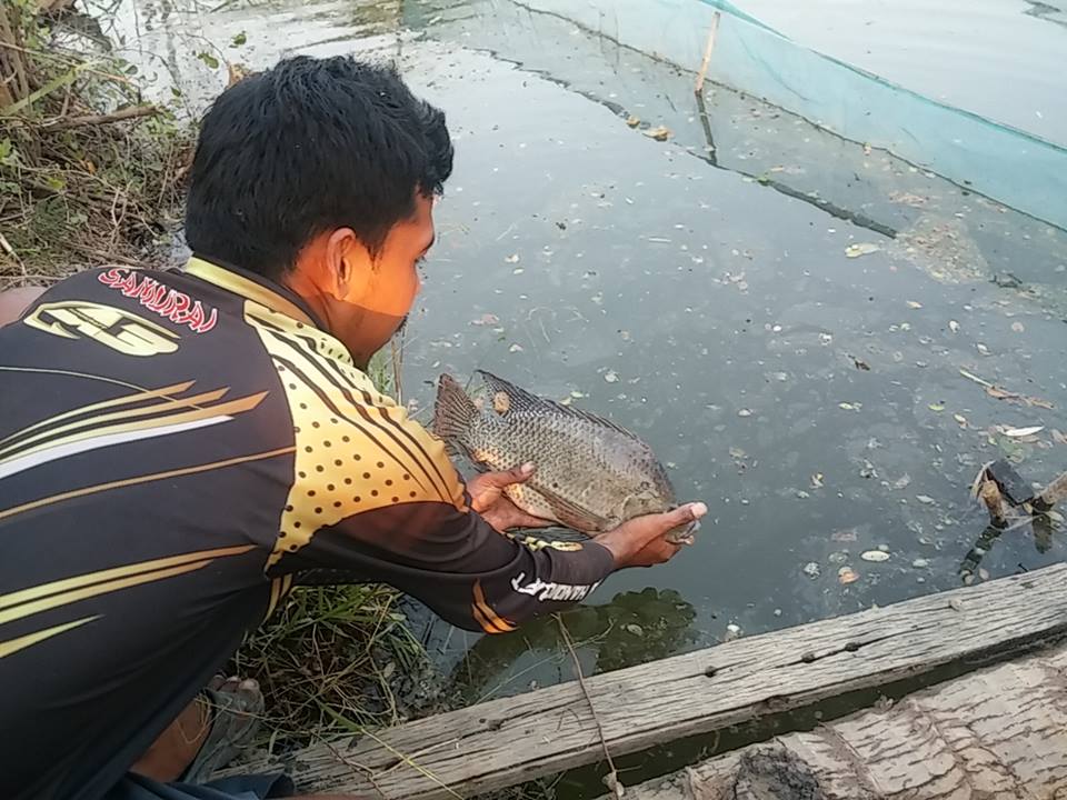 Peacock Bass ราชบุรีก็มีนะ