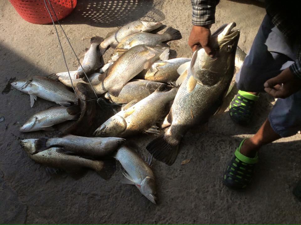 VIP Fishing ลงปลากะพงใหม่ 350 ตัวต้อนรับตรุษจีน