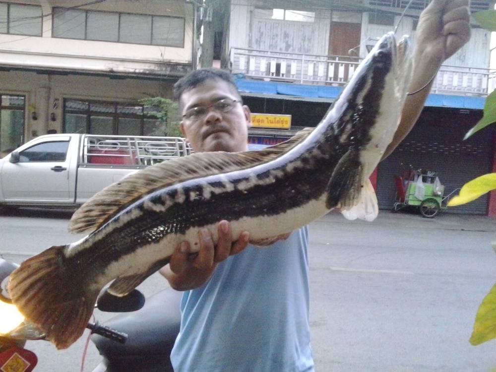 ชะโดห่างหาย