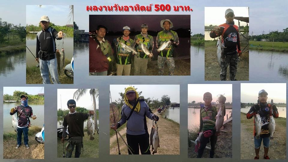 บ่อกะพงบุฟเฟต์ บึงเตยหนองจอก ลงปลาแล้ว 150 โล