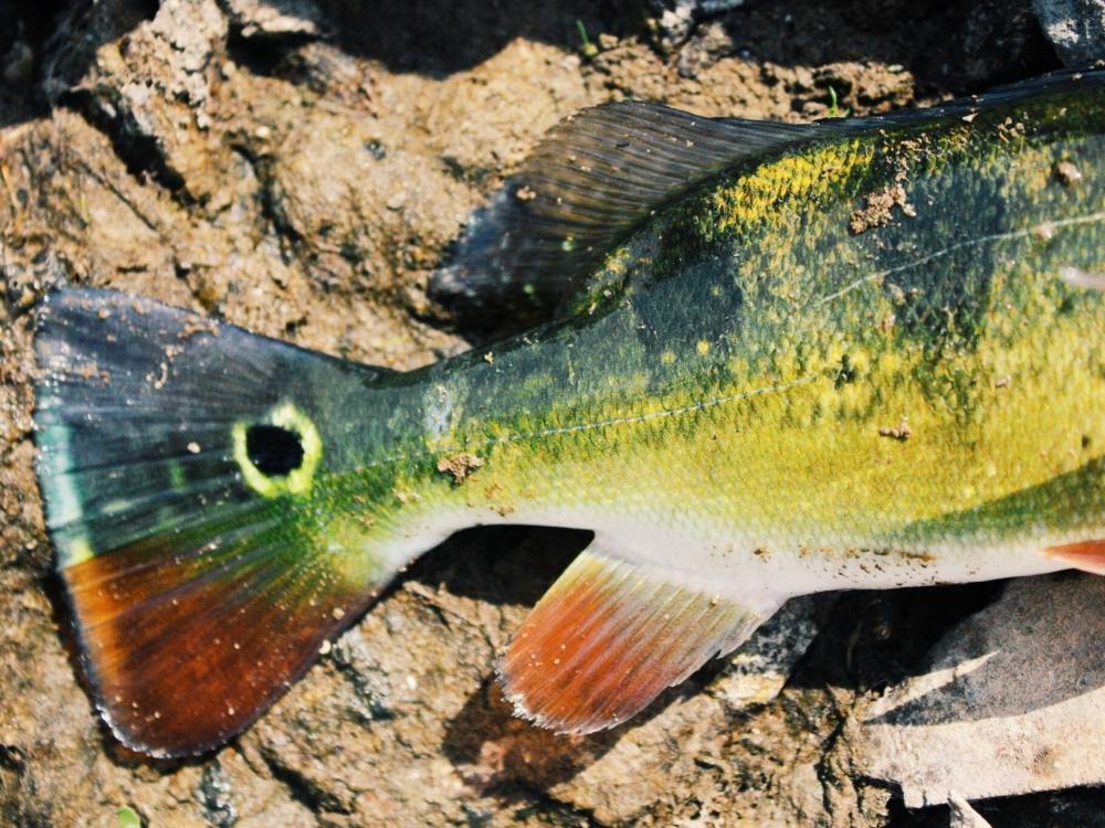 peacock bass ตัวแรกในชีวิต