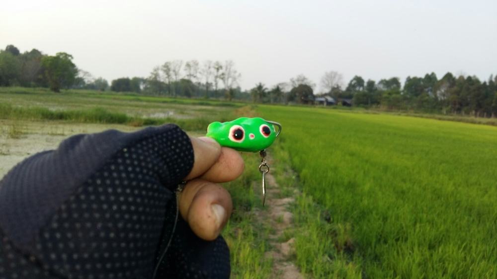 ช่อนนา พาเพลิน ผลงาน Yummy frog ครับ