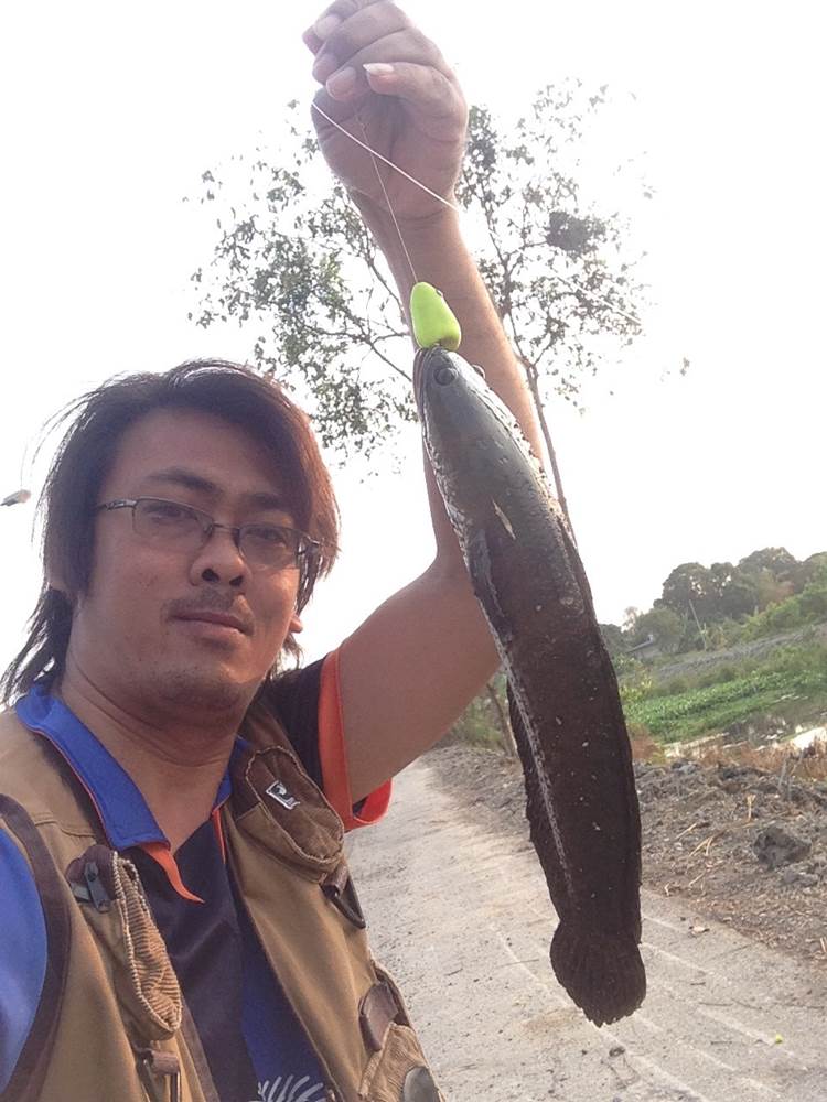 ช่อนคลองไม่มีแห้ว