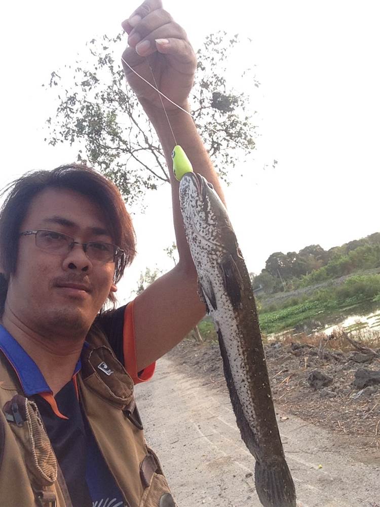 ช่อนคลองไม่มีแห้ว