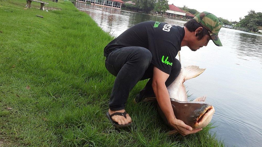 ขอสูตรเหยื่อบ่อสกุณาหน่อยครับน้าๆ ไม่ได้ไปนานมากครับ