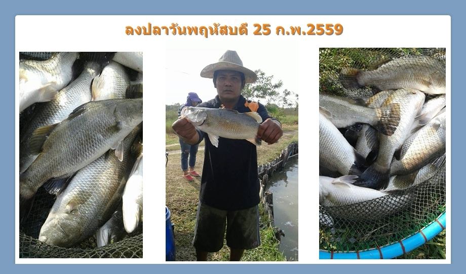 บ่อกะพงบุฟเฟต์ บึงเตยหนองจอก ลงปลาแล้ว 140 โล....
