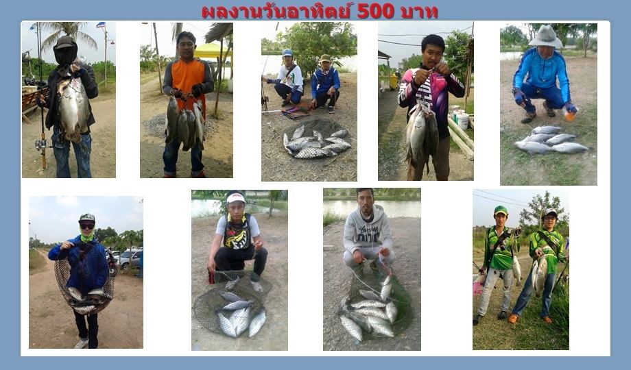 บ่อกะพงบุฟเฟต์ บึงเตยหนองจอก ลงปลาแล้ว 140 โล....