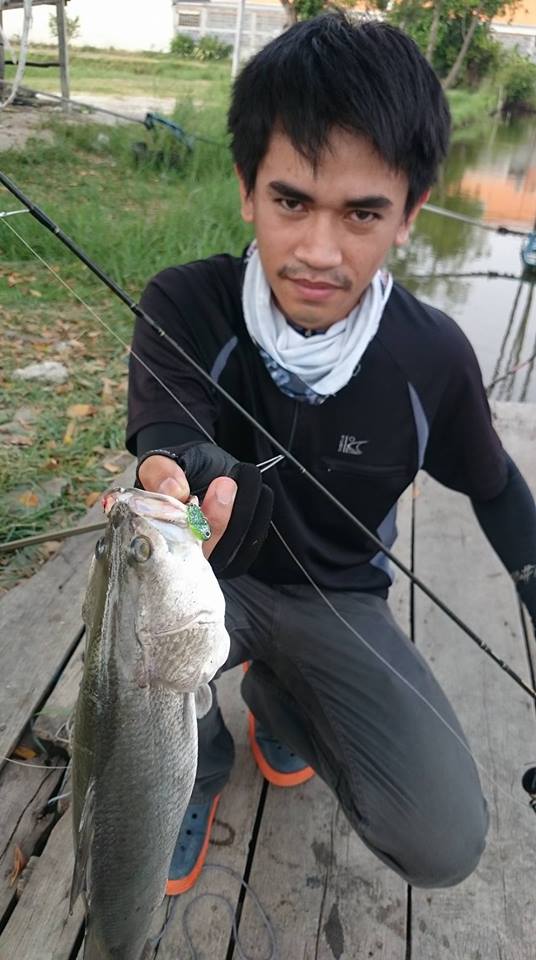 ผลงานกระดี่บ้านๆ กระดี่จิ๋ว