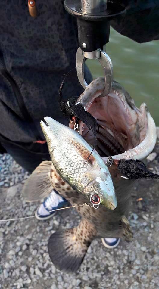 เก๋ามันโหดมาก เจอเก๋าได้ที่ VIP FISHING