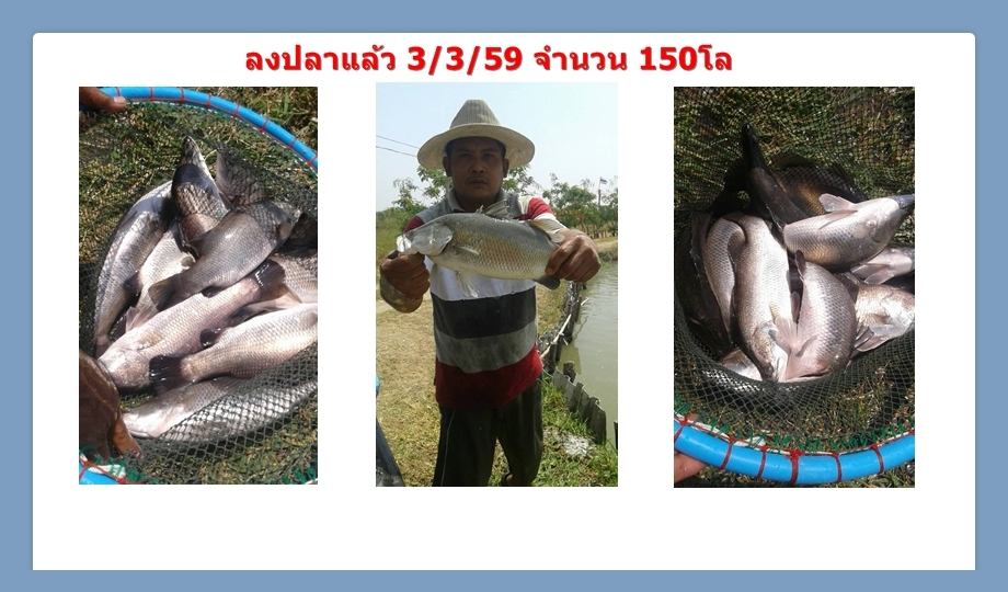 บ่อกะพงบุฟเฟต์ บึงเตยหนองจอก ลงปลาแล้ว 150 โล....