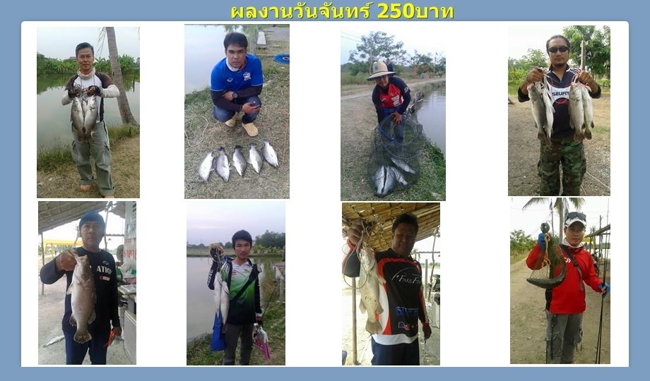 บ่อกะพงบุฟเฟต์ บึงเตยหนองจอก ลงปลาแล้ว 150 โล....