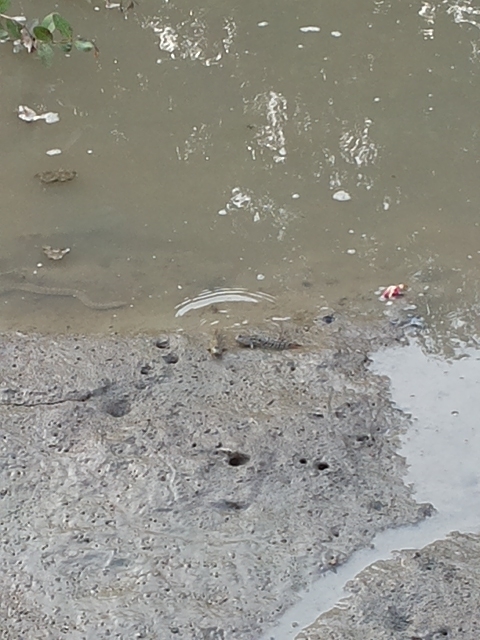 ปลาตีน ชื่อ (อังกฤษ: Mudskipper, Amphibious fish) 