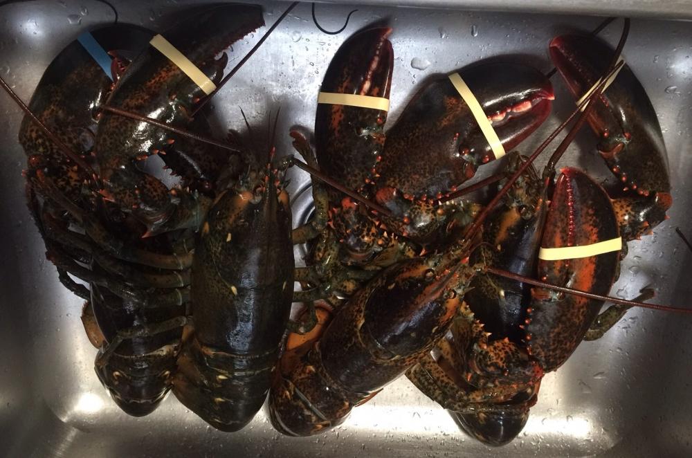 กิน Lobsters กันครับ
