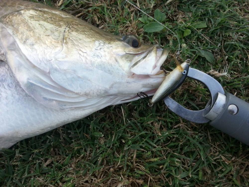 รบกวนสอบถามเหยื่อตัวนี้ของ Rapala เรียกว่าอะไรครับ