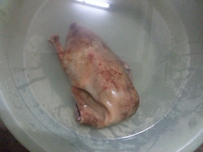 กะจงพม่า