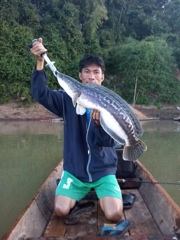 รวมๆ ชะโดแม่นำ้สงคราม