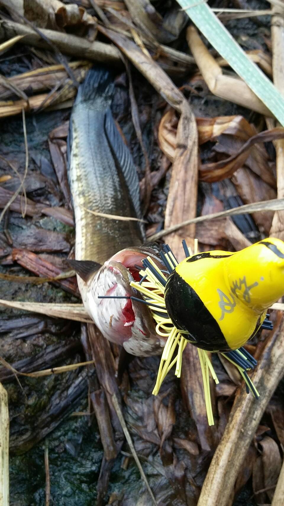 เป็ดArmory