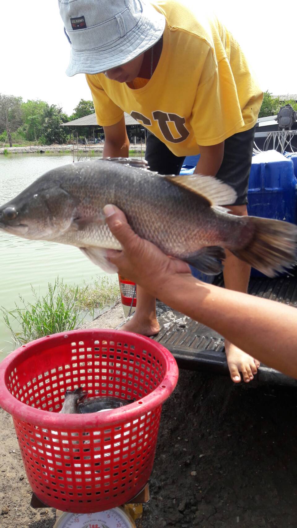 น้องดรีม ฟิชชิ่ง วันนี้ลงปลาเพิ่ม 200 โลครับ