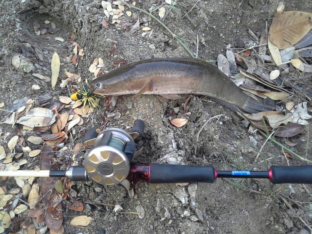 เป็ดArmory (ผลงานจากแม่สอด)