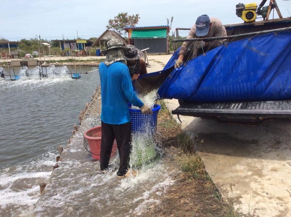 VIP FISHING ปล่อยกะพง 300 ไปเป็นเพื่อนเก๋าหมอ