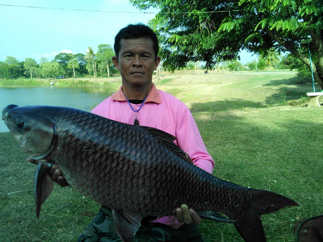 สด ๆ
