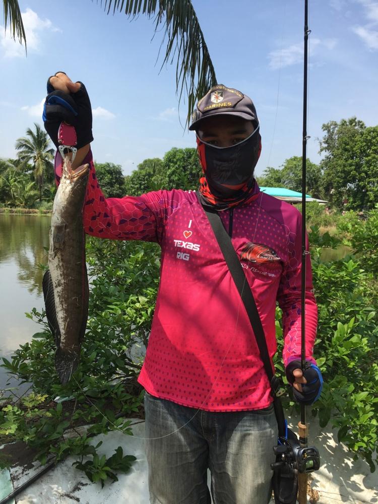 , , texas rig ปลาช่อนค้างบ่อ , ,