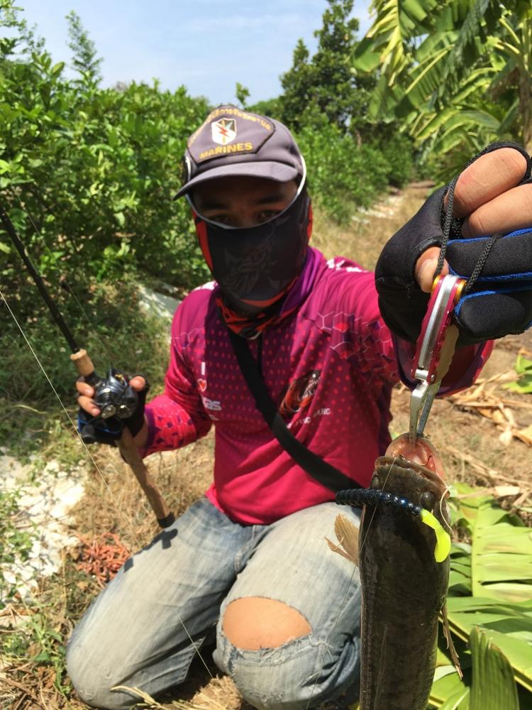 , , texas rig ปลาช่อนค้างบ่อ , ,