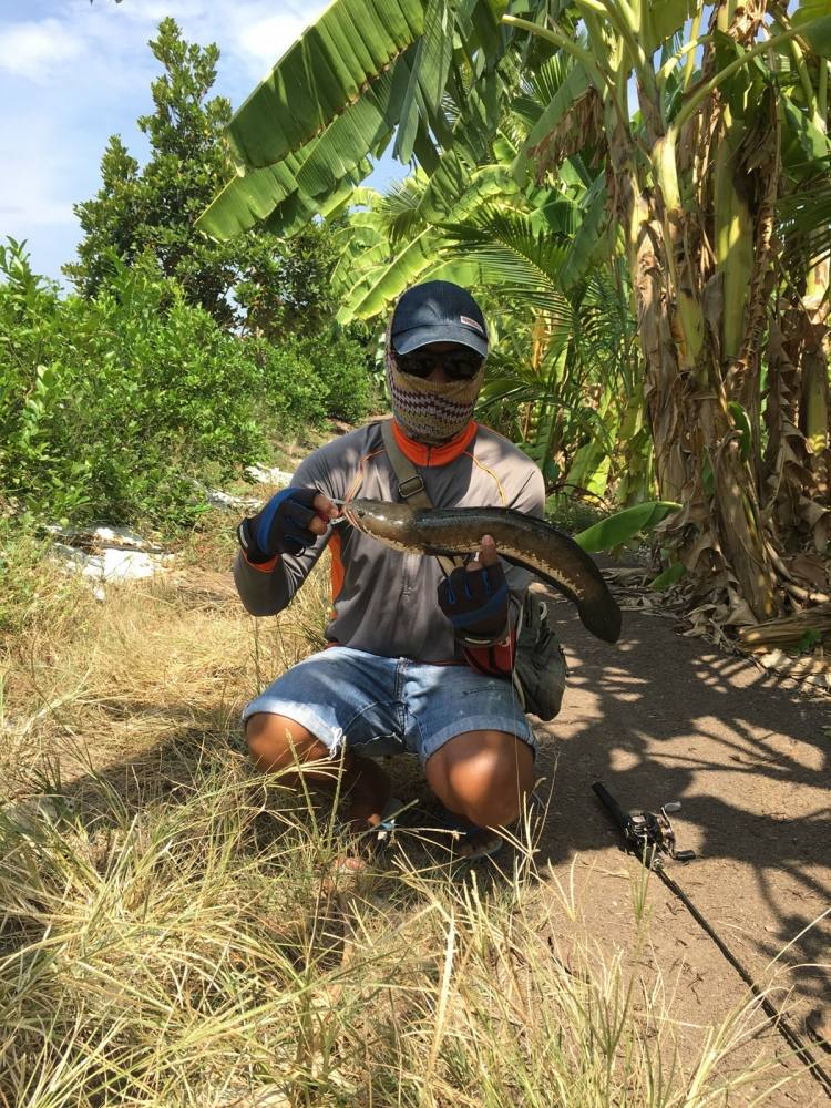 , , texas rig ปลาช่อนค้างบ่อ , ,