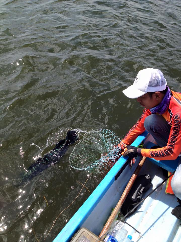 Catch - Release