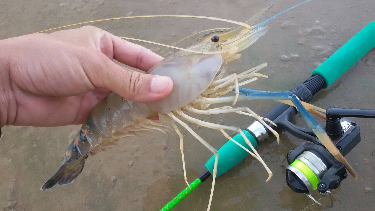 กุ้งเจ้าพระยาเเบบฟลุ๊กๆ