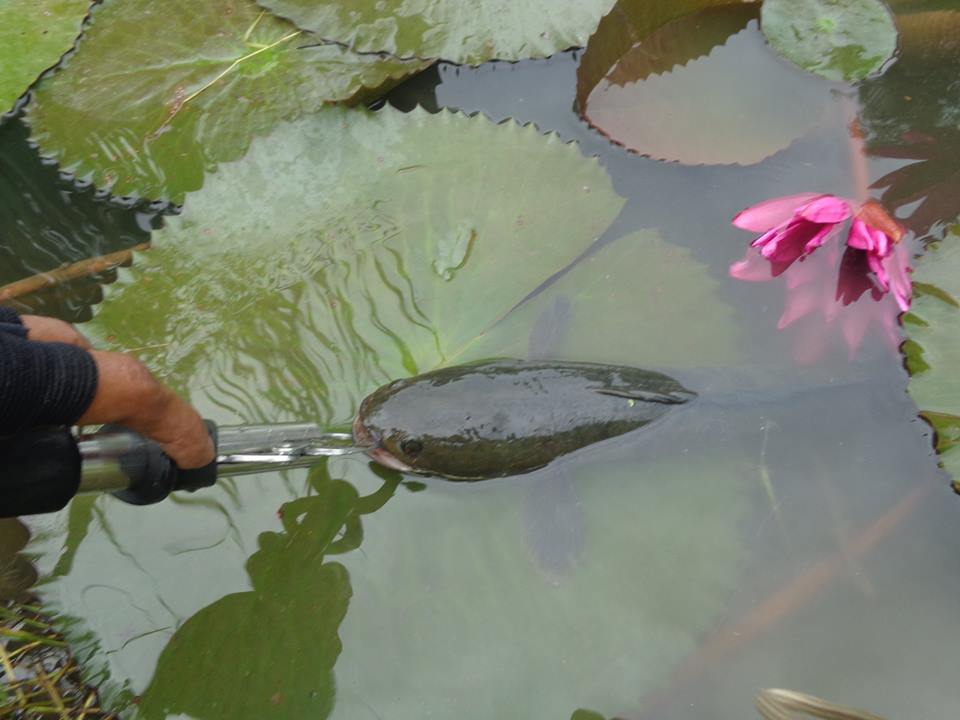 UL ช่อน 