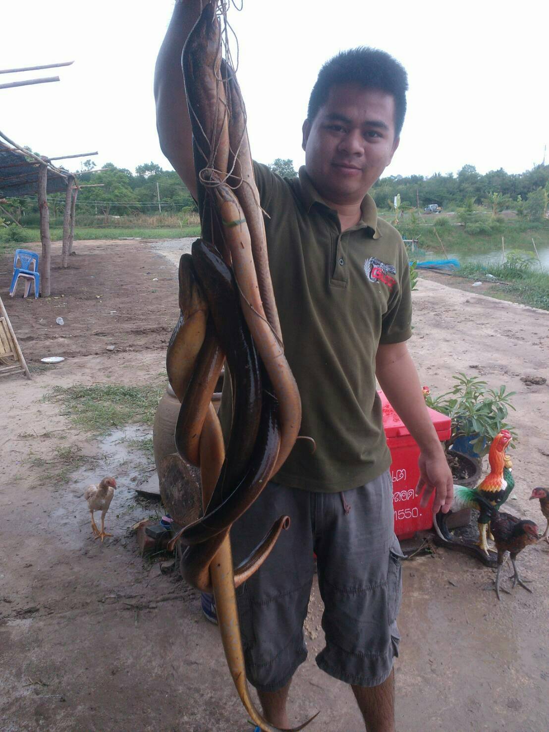 ทลายรังปลาไหล