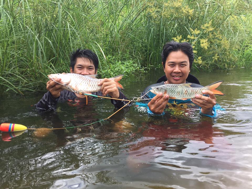 กระสูบรายวัน